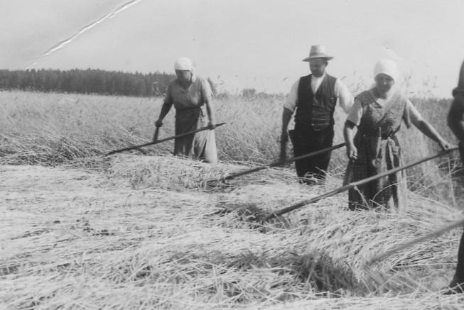 Getreidemähen von Hand 1920